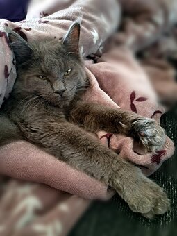 mainská mývalí koťátka - 9