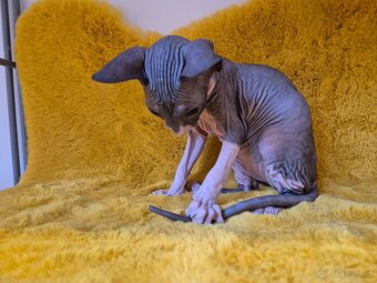 Donský sphynx - krásná koťátka - 9