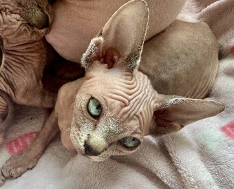 Koťata Sphynx-Elf-Strike - 9