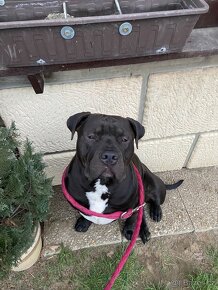 American Bully XL krytí - 9