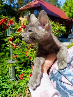 Bengálský kocourek/kotě s PP vzácný Blue Smoke Melanistic - 9