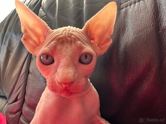 Kanadský Sphynx s průkazem původu - 9