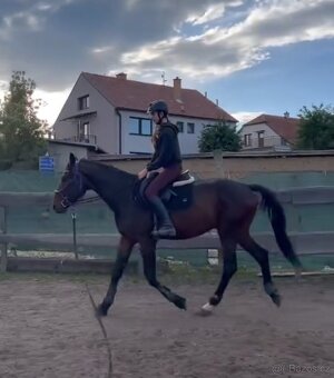 Sportovní valach ČT - 9