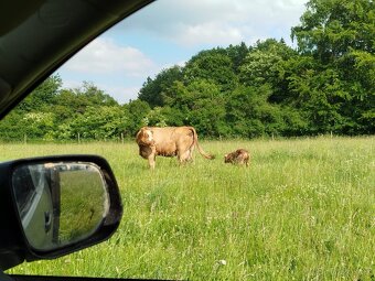 Ošetřovatel skotu - masný dobytek - 9