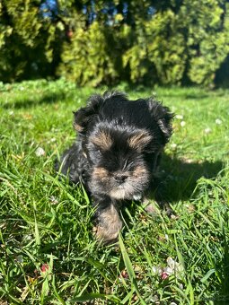 Yorkšírský teriér - 9