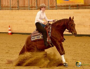 Palomino klisna American Quarter Horse po rodičích s LTE - 9