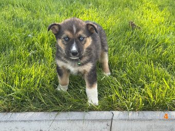 Štěňata husky a labrador - 4 fenky a 1 pes k odběru od 18.5. - 9