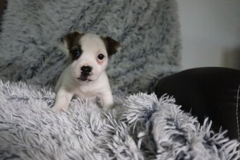 Jack Russell teriér - 9