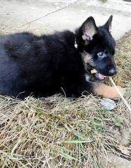 Německý ovčák - štěňata s PP - 9