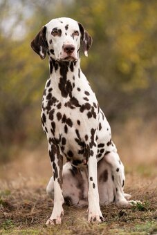 Dalmatin - štěňátka s PP FCI - 9