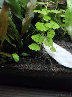 Akvarijní ryby, šneci, sladkovodní krrvety a rostliny - 9