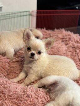 Čivava s PP pejsek - 9