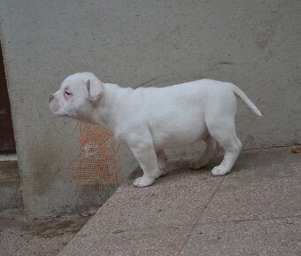 American bully pocket / standard - 9