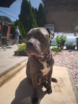 American Bully XL originální původní krev rodokmen ABKC USA - 9