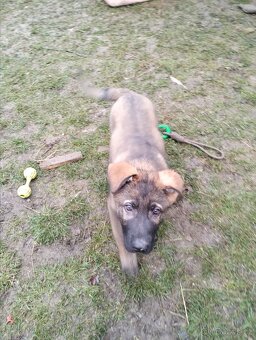 Německý ovčák - 9