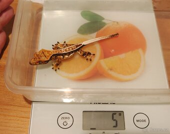 Pagekoni řasnatí - 9