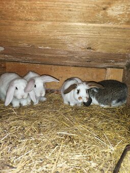 Francouzský beran - 9