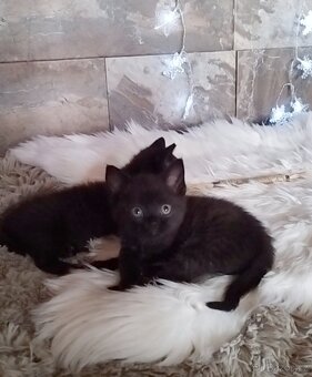 Britská černá krátkosrstá a dlouhosrstá koťata - 9