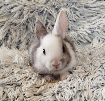 Zakrslý krátkouchý - 9