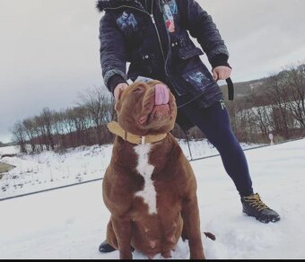 American Bully XL - ke krytí - 9