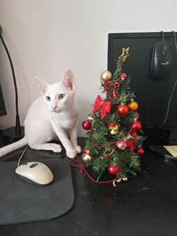 Poslední kocourek - 9