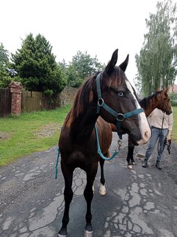 Appaloosa přiouštění klisen - 9