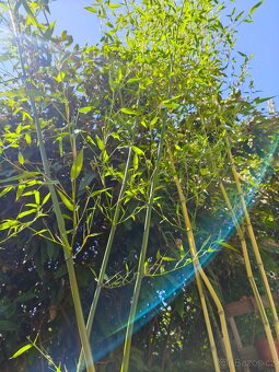 Bambus Phyllostachys bisseti nebo Phyllostachys aureosulcat - 9