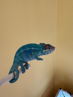 Chameleon pardalis - nosy be - 9