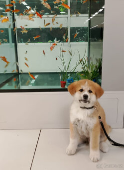 Akita inu c PP - 9