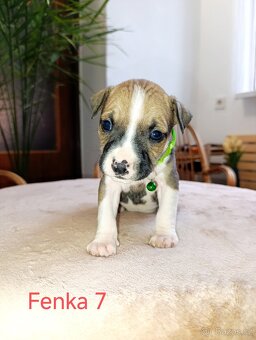 🐾 Americký stafordšírský teriér - 9