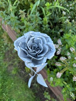 Zahradní růže - 9