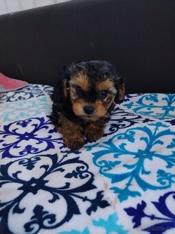 Trpasličí pudl - 9