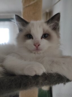 Ragdoll koťata bez PP - 9
