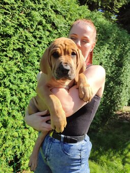 TOSA INU chlapeček AKI - 9