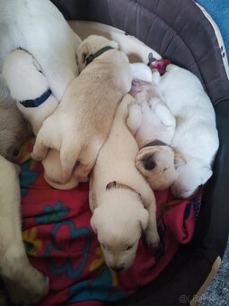 Štěňata labradora - 9
