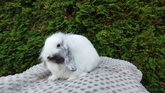Zakrslý beránek, králíček, králík - MOLLY - 9
