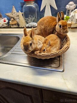 Zakrslý králík - 9