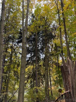Prodej lesního pozemku k.ú. Přísečná - 9