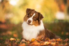 KRYTÍ CHOVNÝM PSEM - AUSTRALSKÝ OVČÁK S PP - 9