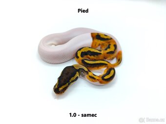 Krajta královská (Python regius) - mláďata - 9
