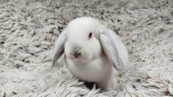 Zakrslý beránek, králíček, králík - MOLLY - 9