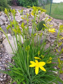Denivka žlutá - menší květ - 9