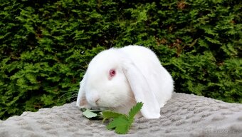 Zakrslý beránek, králíček, králík - WILLIAM - 9