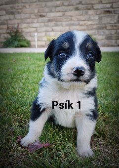 Border kolie - 9