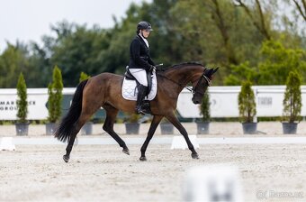 Oldenburská klisna - 9