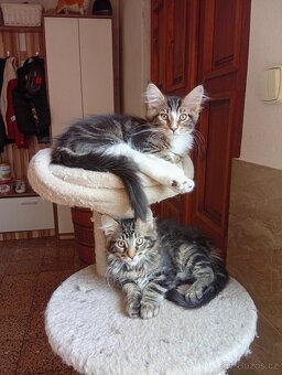 Mainská mývalí , MCO maine coon - 9