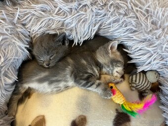 Britská koťátka - 9