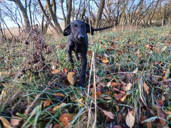 ŠTĚŇÁTKO, ŠTĚŇÁTKA, ŠTĚŇATA, ŠTĚŇE K ODBĚRU - 9