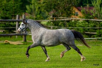 5-letá welsh mountain pony klisna - 9