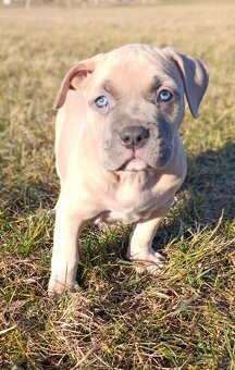 American Bully Standard - 9